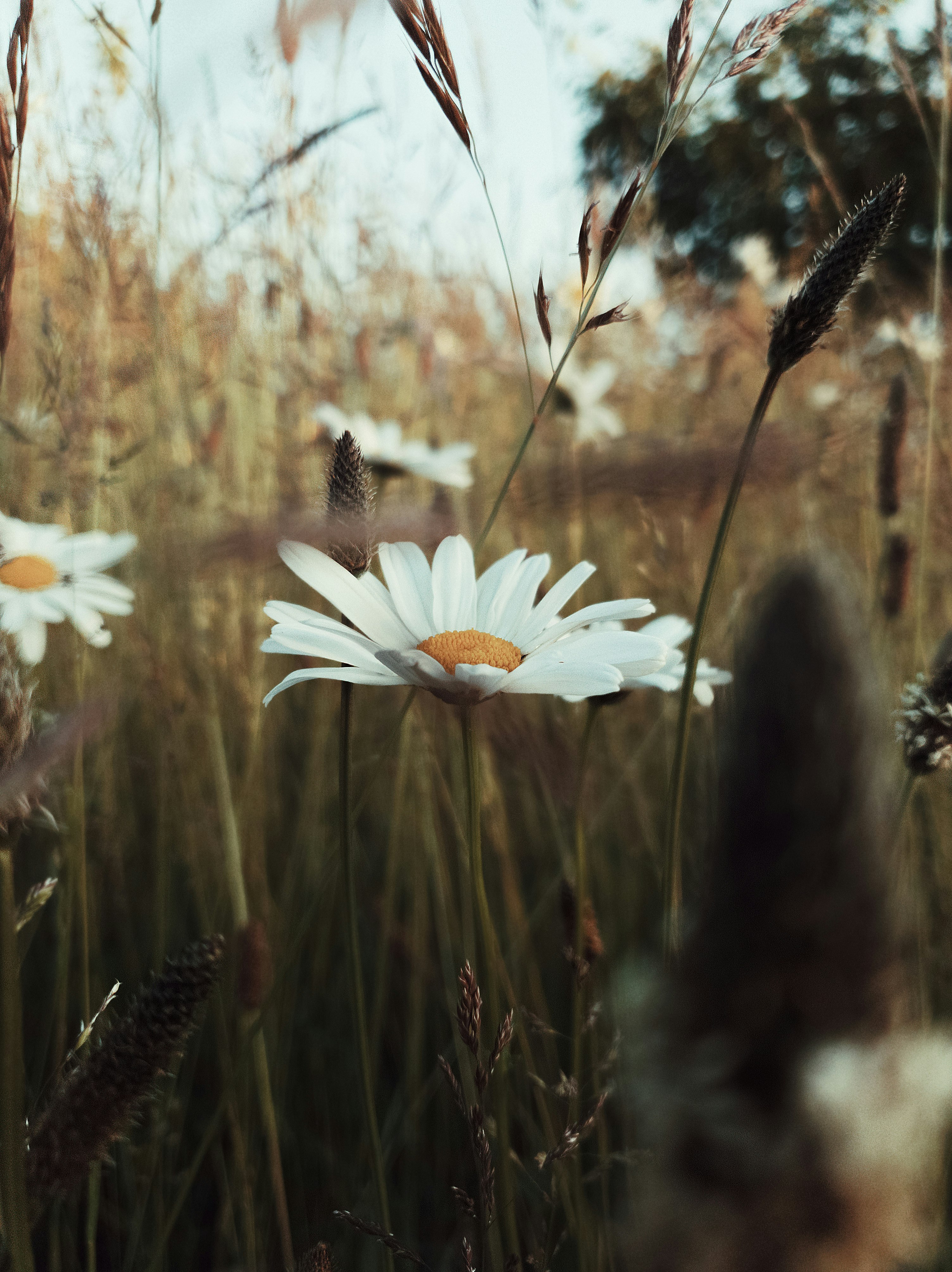 white daisy flower in bloom during daytime